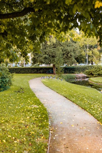 A beautiful shot of park pathway surrounded with amazing nature